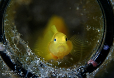 Philippines 2023 - Anilao - DSC06496 Yellow coralgoby  Gobie Okinawa  Gobiodon okinawae